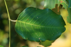 Pterocarpus rotundifolius