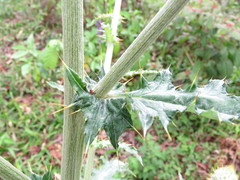 Cirsium subcoriaceum