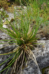 Sesleria sadleriana
