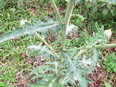 Cirsium subcoriaceum