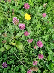 Trifolium pratense