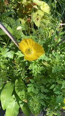 Papaver cambricum