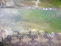 Acanthogobius lactipes