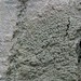 Lepra pustulata - Photo (c) Vitaly Charny, osa oikeuksista pidätetään (CC BY-NC), lähettänyt Vitaly Charny