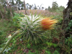 Cirsium subcoriaceum