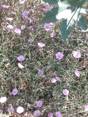 Convolvulus dorycnium
