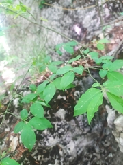 Euonymus verrucosus