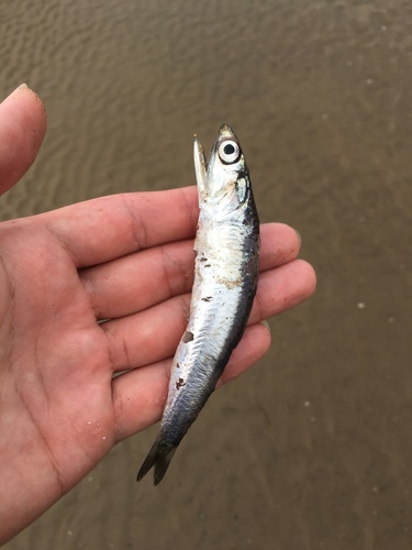 Japanese anchovy (Engraulis japonicus) — Engraulidae — 3