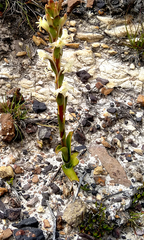 Satyrium stenopetalum