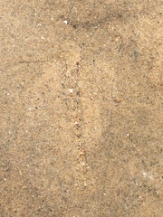 Crangon