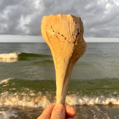 Sinistrofulgur sinistrum