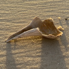 Sinistrofulgur sinistrum