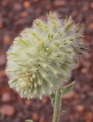 Ptilotus clementii