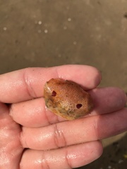 Eucrate crenata