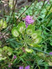 Iberis umbellata
