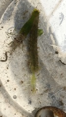 Apostichopus japonicus