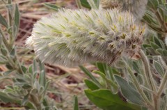 Ptilotus clementii