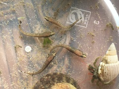 Six-Lined Prickleback photo 3