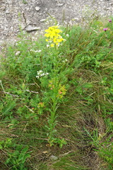 Erysimum odoratum