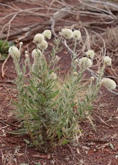 Ptilotus clementii