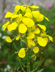 Erysimum odoratum