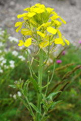 Erysimum odoratum