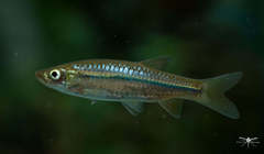 Rasbora adisi