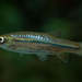 Rasbora adisi - Photo (c) Tharindu Ranasinghe, algunos derechos reservados (CC BY-NC), subido por Tharindu Ranasinghe