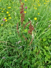 Rumex acetosa