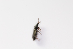 Plocamostethus planiusculus