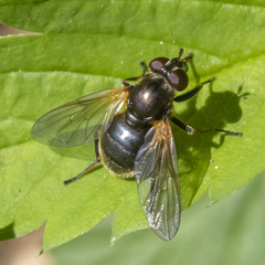 Blera nigra