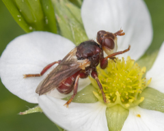Myopa clausa