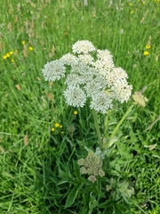 Heracleum sphondylium