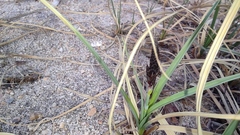 Carex sabulosa