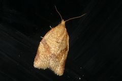 Clepsis consimilana