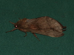 Oxycanus beltista
