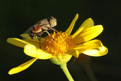 Eristalinus taeniops