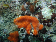 Polysyncraton lacazei
