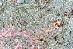 Corythoichthys schultzi