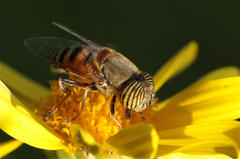 Eristalinus taeniops