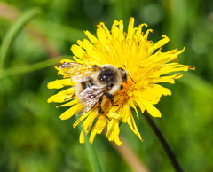 Bombus deuteronymus