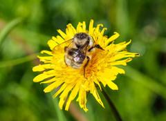 Bombus deuteronymus