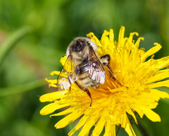 Bombus deuteronymus