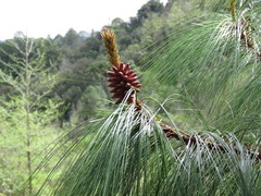 Pinus maximinoi