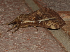 Oxycanus beltista