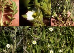 Polemonium micranthum