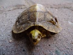 Rhinoclemmys rubida rubida