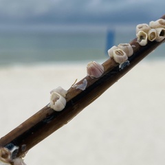 Amphibalanus venustus