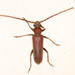 Friendly Long-horned Beetle - Photo (c) fubr, some rights reserved (CC BY-NC-ND), uploaded by fubr