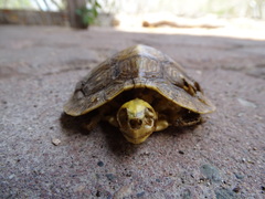 Rhinoclemmys rubida rubida